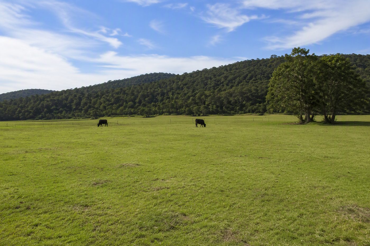 Generated illustration for cattle