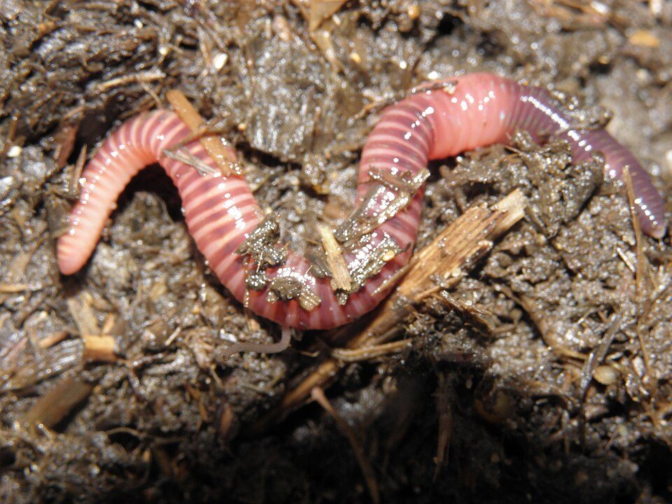 Two pink compost worms on dark soil.
