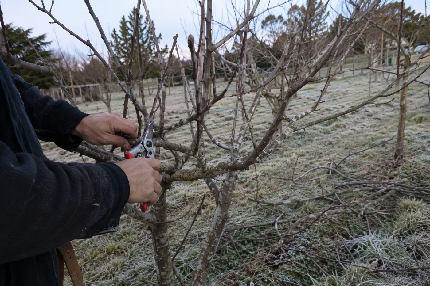 Generated illustration for fruit-tree-pruning-seasons-guide
