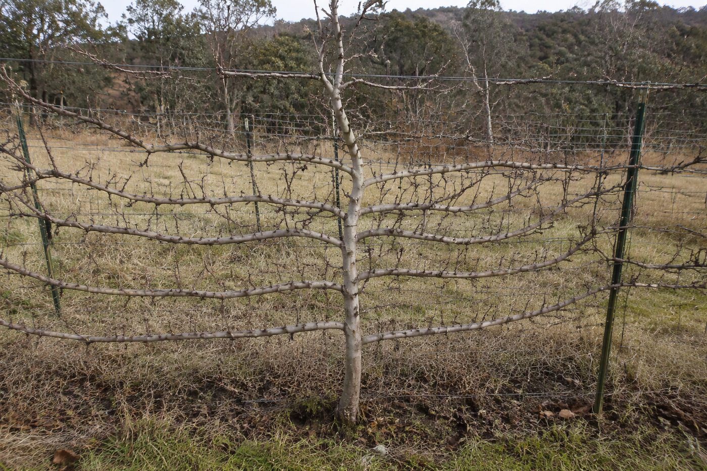Generated illustration fruit tree pruning seasons guide