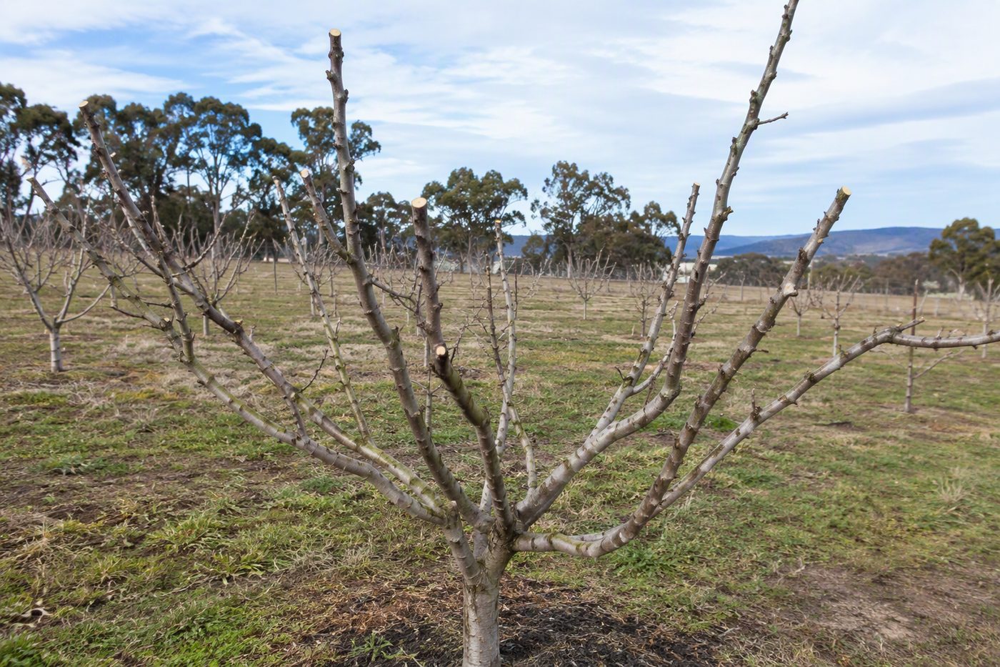 Generated illustration fruit tree pruning seasons guide