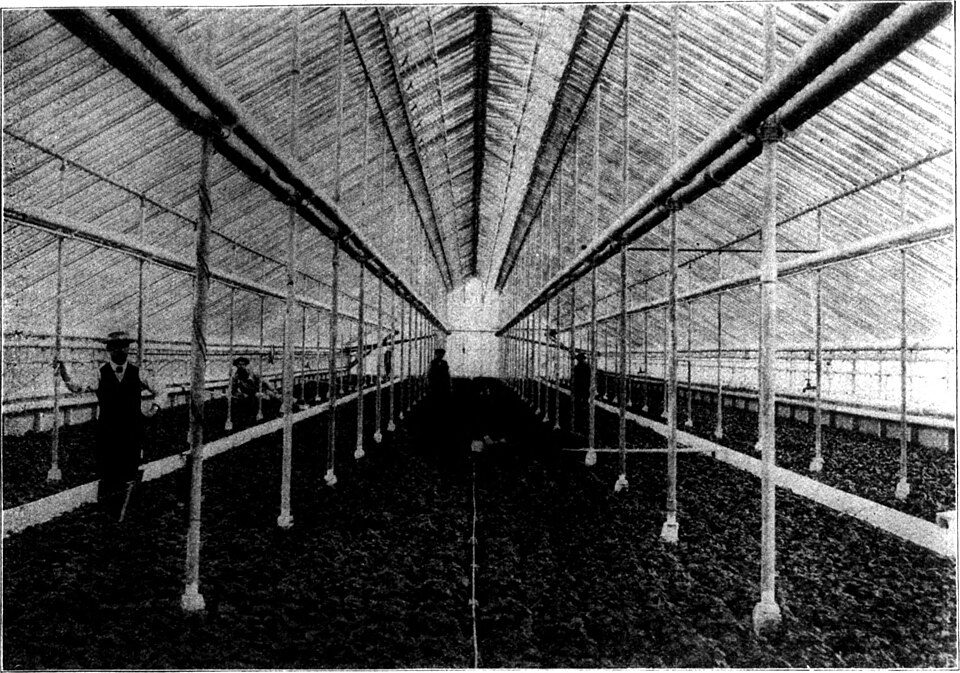 Historic black-and-white photo of a large greenhouse interior with rows of plants.