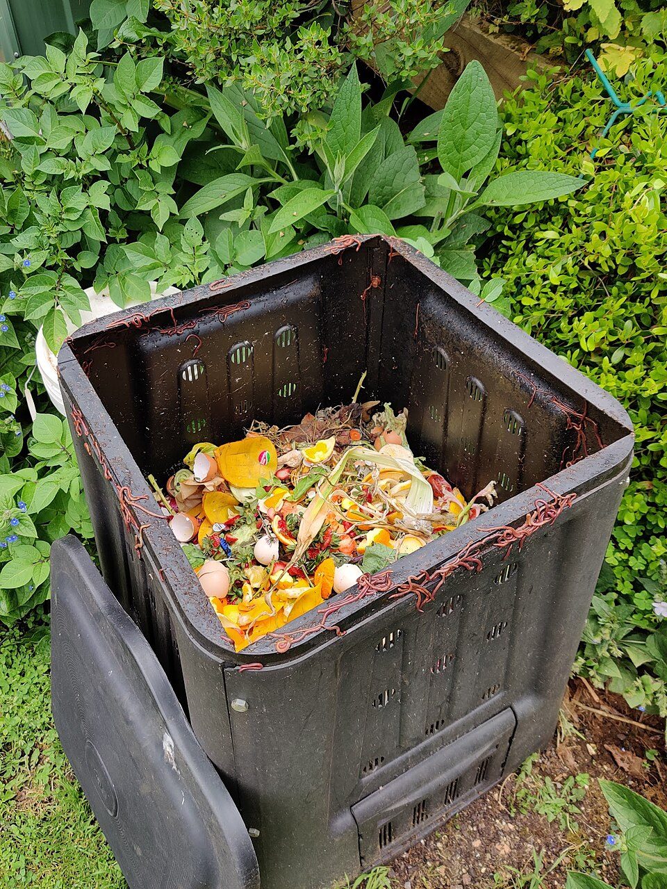 Black compost bin filled with vegetable scraps in a garden.