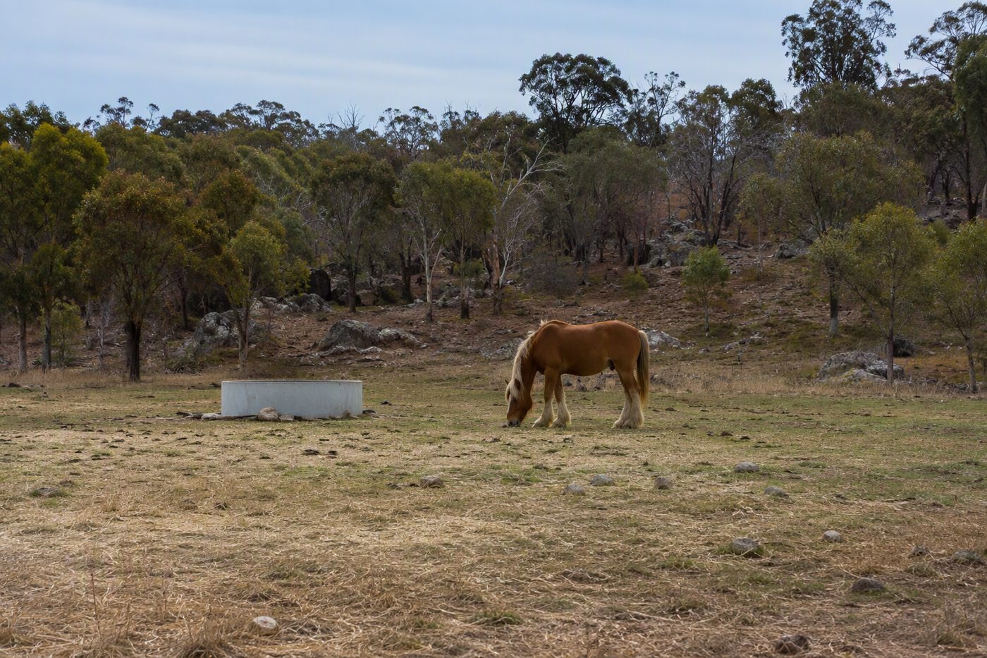 Generated illustration for offgrid-horse