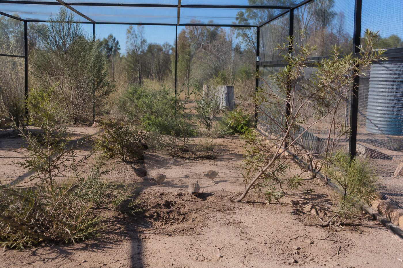Generated illustration for quail
