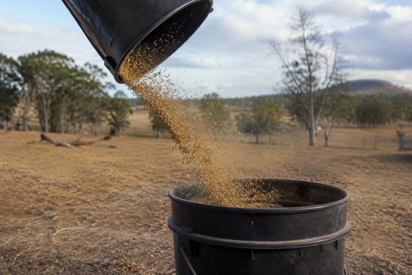 Generated illustration for seed-cleaning-equipment