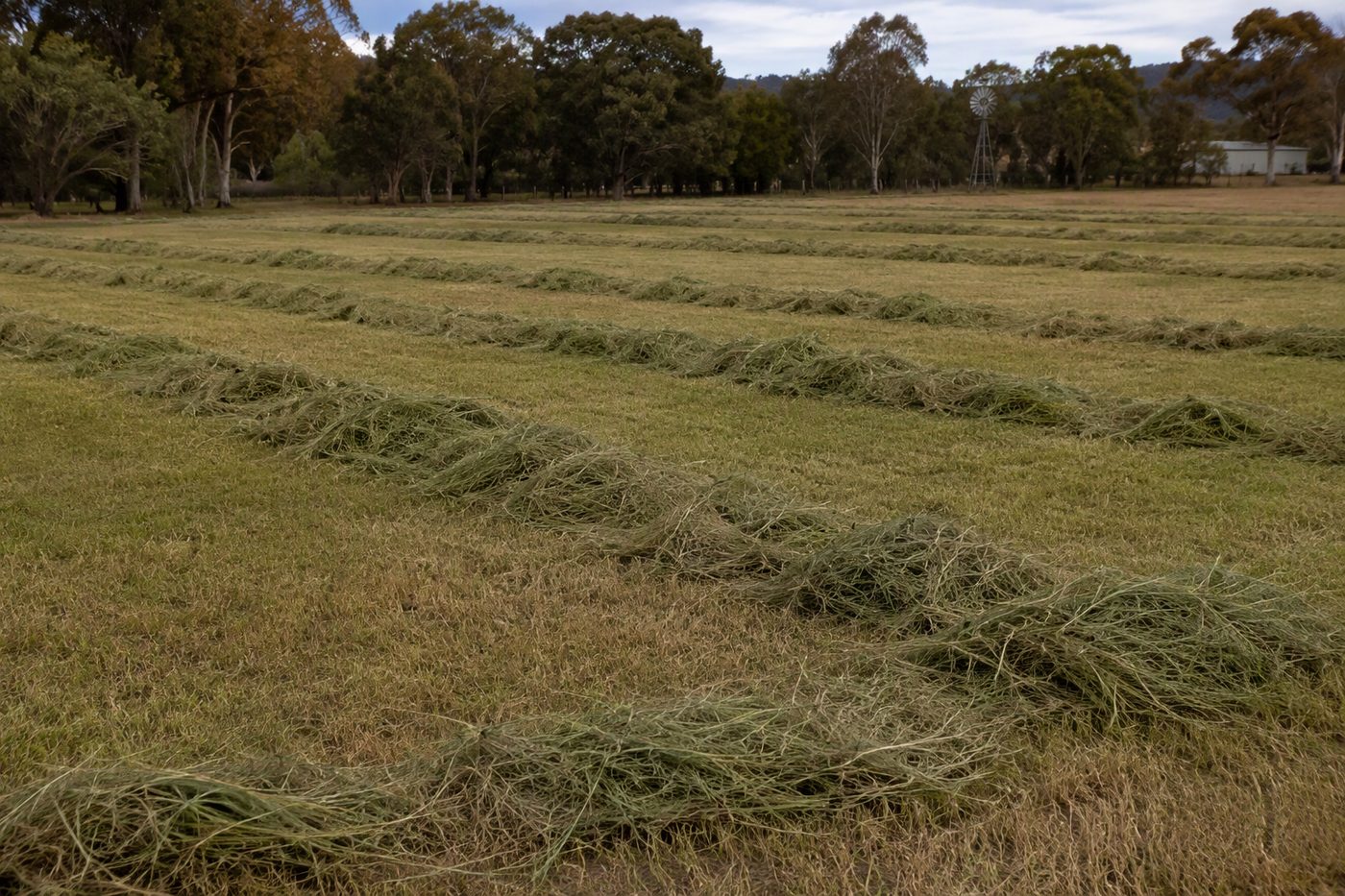 Generated illustration silage making