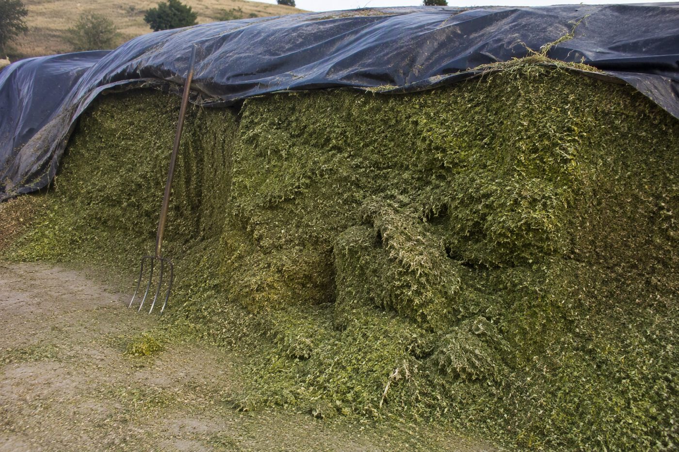 Generated illustration silage making